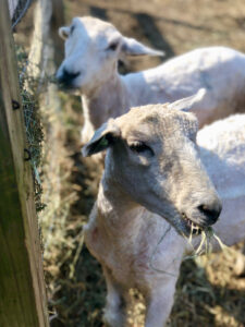 Freshly sheered sheep at Peace Hill Farm.