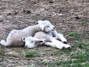 Dr. Susan Wise Bauer acts as Shepherdess for these two little relaxing lambs and more at Peace Hill Farm.