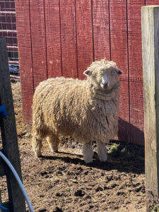 A shaggy sheep ready for sheering at Peace Hill Farm.