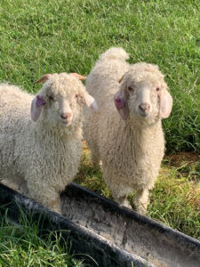 Two wooly sheep at Peace Hill Farm.