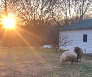 Rams graze at Peace Hill Farm as the sun shines on their backs at the end of the day.