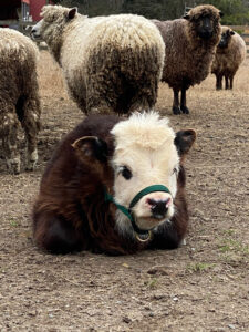 Cow at Peace Hill Farm.