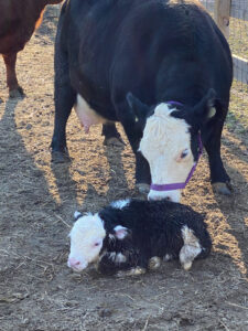 Cow and calf at Peace Hill Farm.