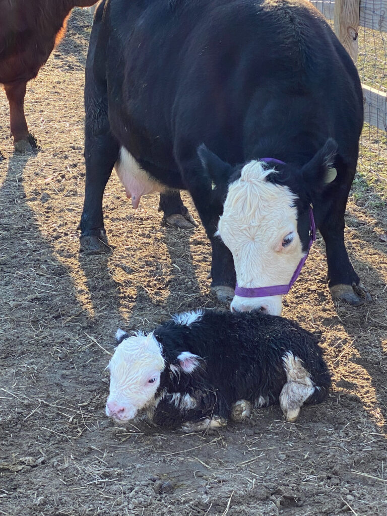 Cow and calf at Peace Hill Farm.