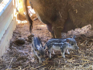 Piglets at Peace Hill Farm.