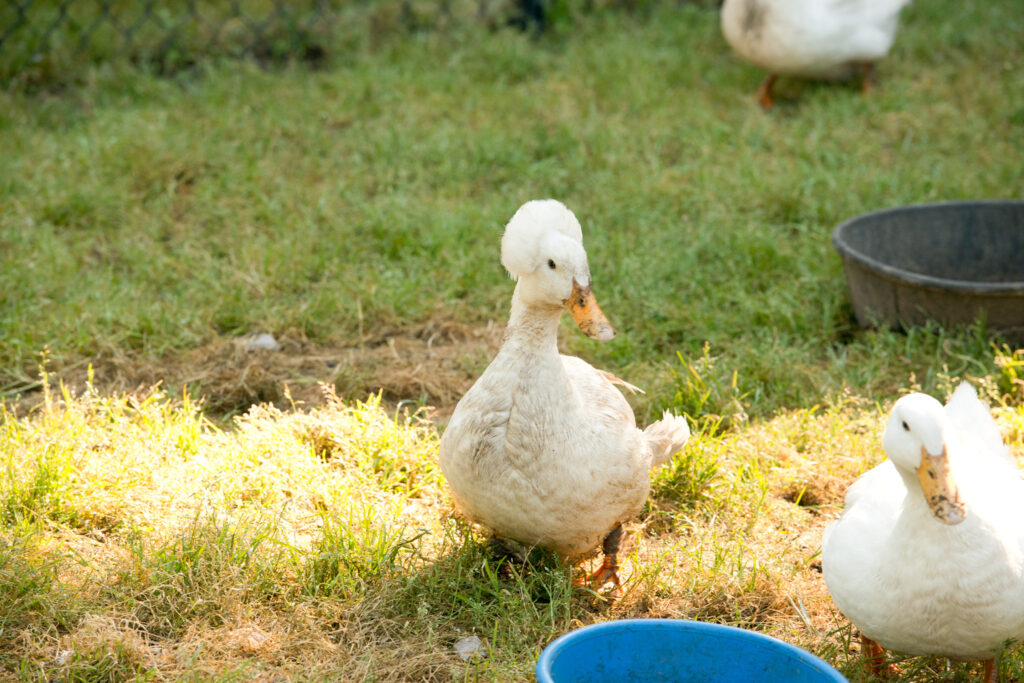 Duck at Peace Hill Farm.