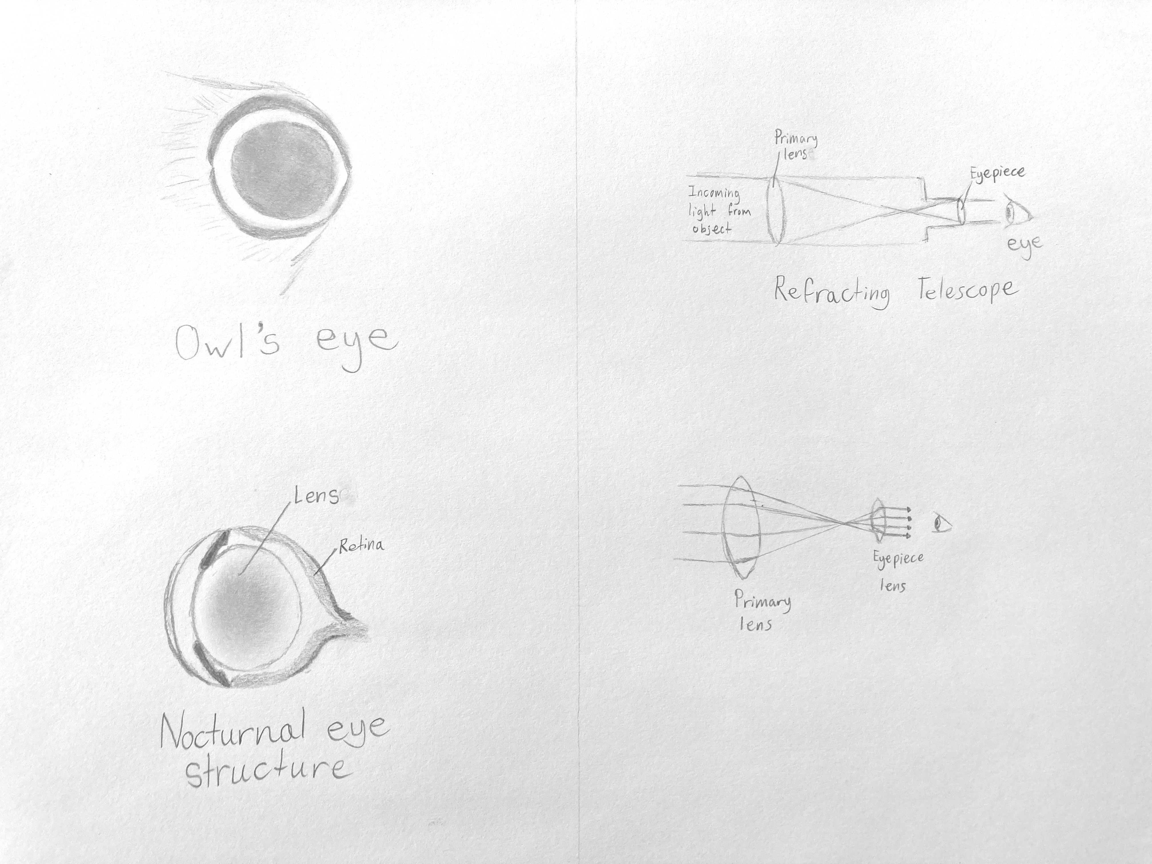 High school astronomy diagram of an owl's eye demonstrates how astronomical telescopes work.