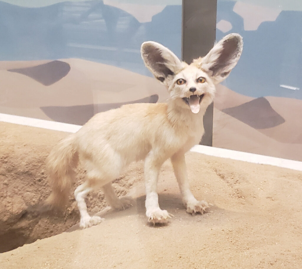 At the Smithsonian National Museum of Natural History during WTMA in Washington, D.C. day students saw interesting displays like this fox.