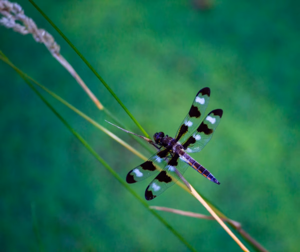 A dragonfly rests on a reed in front of a background of green foliage.